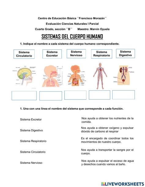 Sistemas Del Cuerpo Humano Activity For Cuarto De Primaria Sistemas