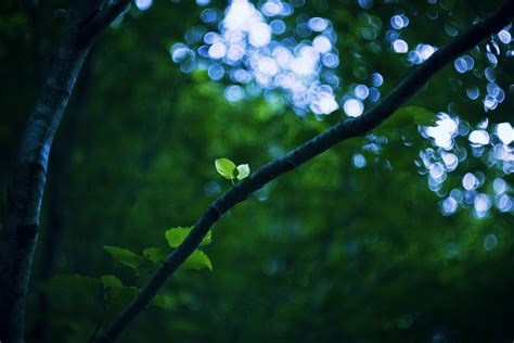 Sunlight Trees Night Nature Branch Green Blue Sun Rays Bokeh