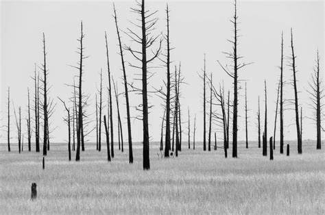 Dead Cedar Trees Louis Dallara Photography Photography Landscapes