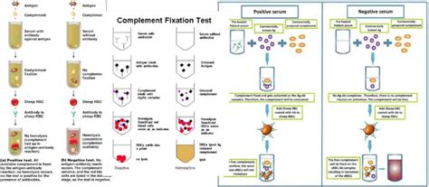 Complement Fixation Test Principle Types Procedure Results