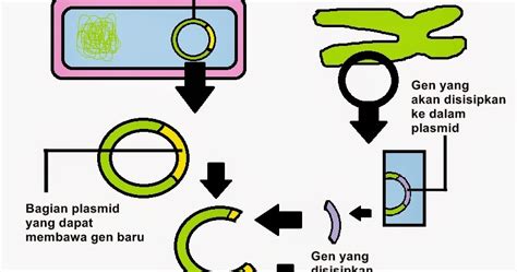 Tanaman Transgenik TANAMAN TRANSGENIK DAN PROSES MELAKUKAN TRANSGENIK