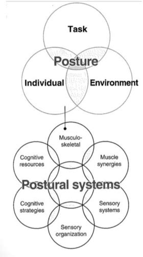 Normal Postural Control Flashcards Quizlet