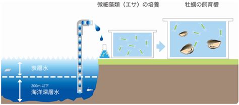 世界初 海洋深層水を活用した牡蠣の完全陸上養殖に成功ノロウイルスフリーの”あたらないカキ”『エイスシーオイスター20』が誕生 株式会社