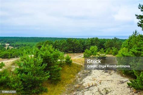 paisaje de arena desierta  arboles verdes  bosques del cielo del