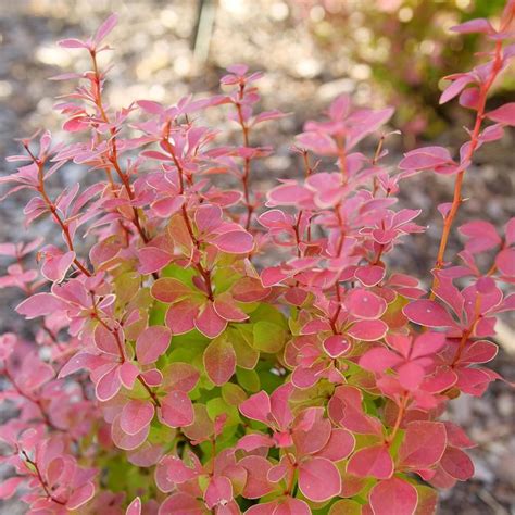 Berberis Thunbergii Sunjoy Orange Pillar® Ncbt3 Barberry Garden Center Marketing