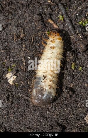 Rose chafer larva larvae grub grubs Rosenkäfer Larve Engerling