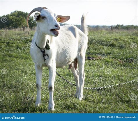 Close Up Of A White Goat Standing And Mooing On A Green Meadow Stock