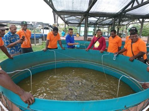 Yonif 755 Kostrad Gelar Sosialisasi Budidaya Ikan Lele Untuk Masyarakat Merauke Kostrad