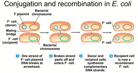 Bio Bacteria And Archaea Flashcards Quizlet