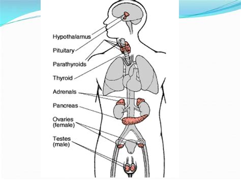 Endocrine System Human Body Is Controlled By 2