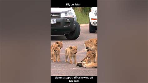 Lions With Cubs Blocking The Road In South Africa Youtube