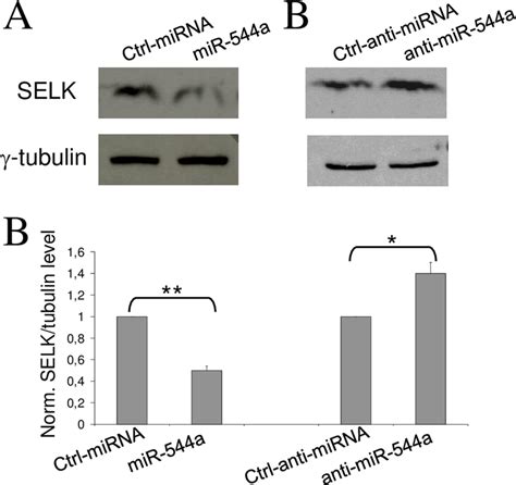 The Silencing Effect Of MiR 544a On SELK In HuH 7 Cells Representative