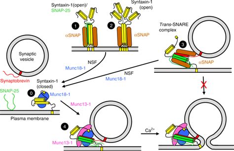 Munc18 1 Is Crucial To Overcome The Inhibition Of Synaptic Vesicle