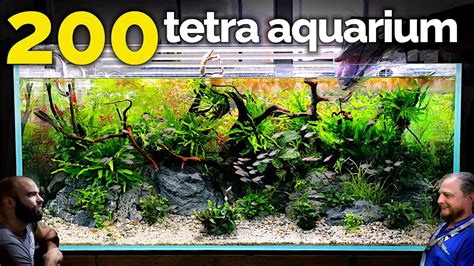 The Tetra Jungle Aquarium Epic Ft Fish Tank Aquascape Tutorial