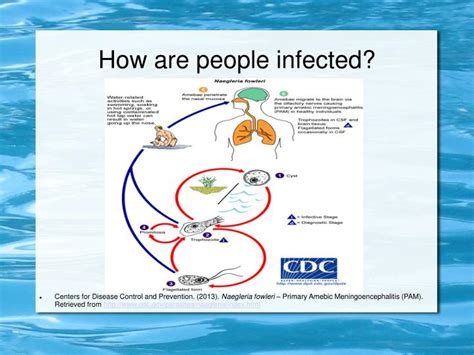 👍 Naegleria fowleri prevention. Brain Eating Amoeba Parasite. 2019-01-28