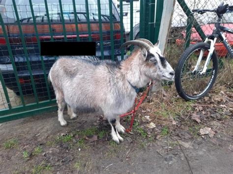 Koza na gigancie a jej właścicielka z mandatem Nietypowa interwencja