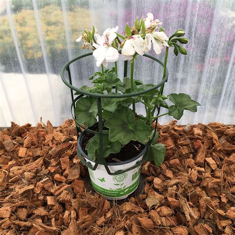 Acheter Geranium Lierre Blanche Roche Et Autres Plantes Sur Coclicoh