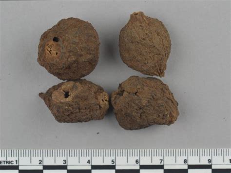 Ficus Sycomorus Fruit | National Museums Liverpool