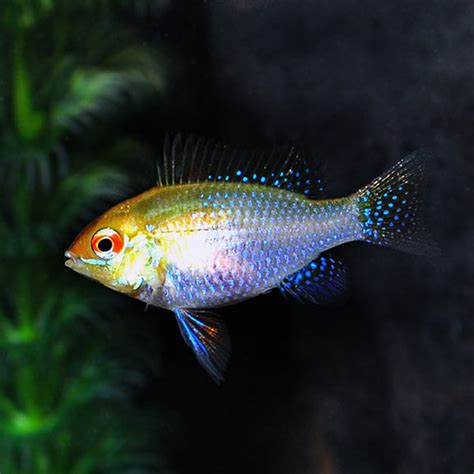 German Gold Ram Tropical Fish For Freshwater Aquariums