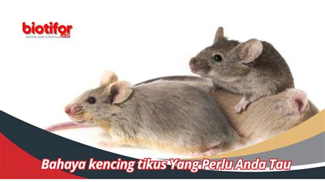 Bahaya Kencing Tikus Yang Perlu Anda Tau Biotifor