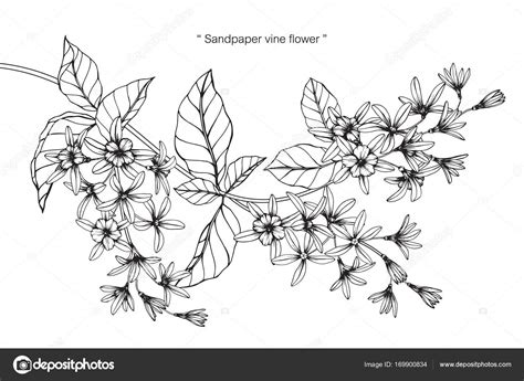 Black And White Flower Vine Drawing Best Flower Site