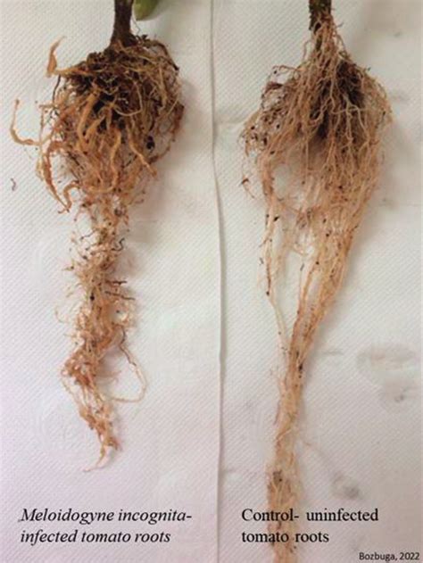 The Root Knot Nematode M Incognita Induced Root Galls In Tomato