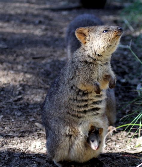 Since Everybody Is Posting Selfies With Quokkas Here Is A Picture Of A