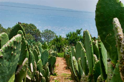 Paisaje Ancestral La Cuna Del Nopal Milpa Alta CDMX Fotos Mayra