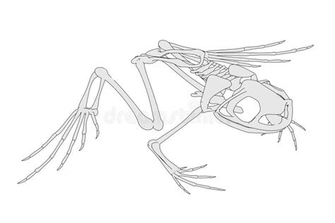 Image of frog skeleton stock illustration. Illustration of toon - 38428249