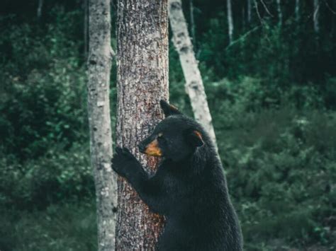 登山で熊に遭遇しないための対策！ 熊除けグッズと遭遇時の対処法