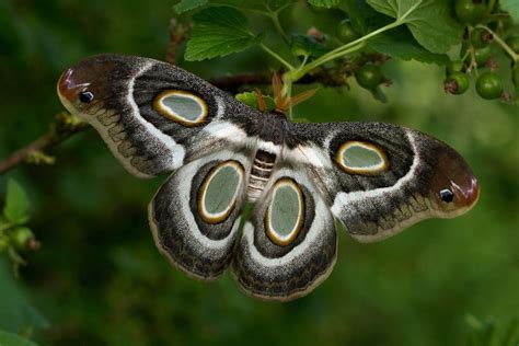 Moths - moth.fans