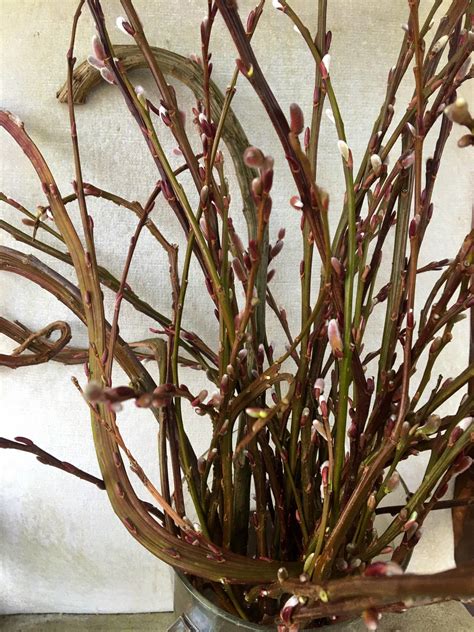 Freshly Picked Fantail Pussy Willow Branches Salix Twigs Etsy