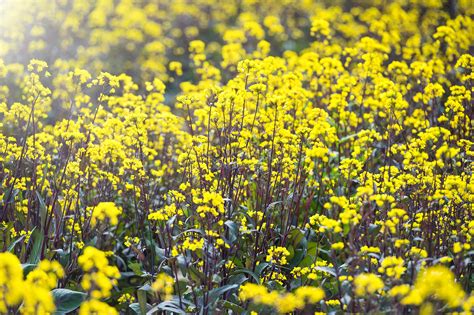 Purple Rapeseed Flower Field Picture And HD Photos | Free Download On Lovepik