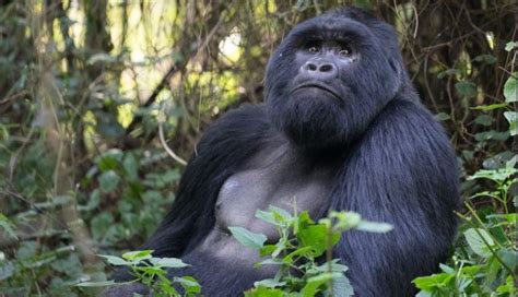 Bwindi Gorilla Trekking In Rushaga Sector