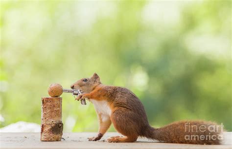 Red Squirrel Holding A Pistol And A Walnut Photograph by Geert Weggen ...