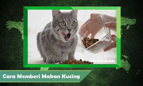 5 Cara Memberi Makan Kucing Peliharaan Yang Benar Agar Kucing Sehat