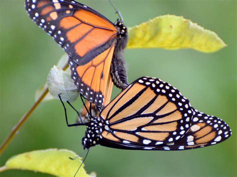 Life Stages Of The Monarch The Egg Our Habitat Garden