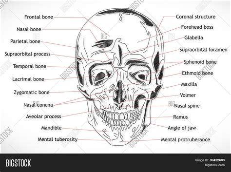 Human Skull Structure Image And Photo Free Trial Bigstock