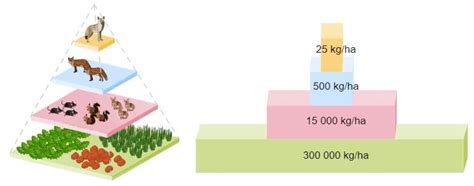 Pirámide trófica o ecológicas y tipos de energía de biomasa y números