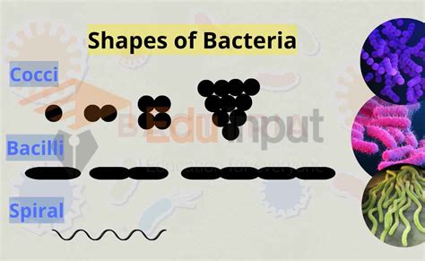 Whooping Cough Bacteria Shape