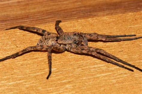 10 Common Spiders In Wisconsin Pictures Wildlife Informer