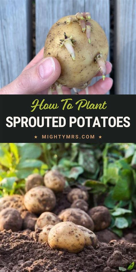 How To Plant A Sprouted Potato Mighty Mrs Super Easy Recipes Potato Gardening Regrow