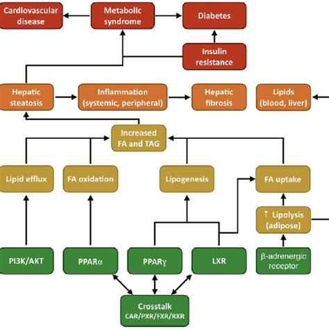 Examples Of Adverse Outcome Pathway Aop Network Analysis Concepts And