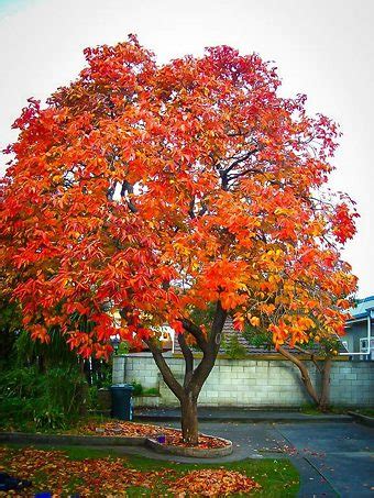 Persimmon Tree For Sale Online | The Tree Center