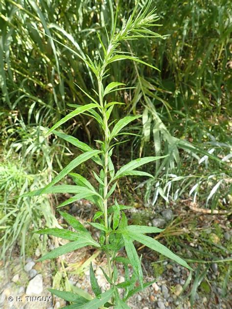 Artemisia Verlotiorum Lamotte 1877 Armoise Herbe Chinois Marie