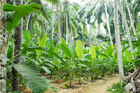 Banana Trees Buying And Growing Guide