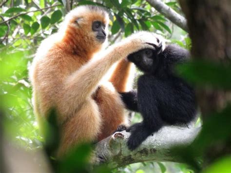 20 Most Critically Endangered Monkey Species - Endangered Primates List With Photos