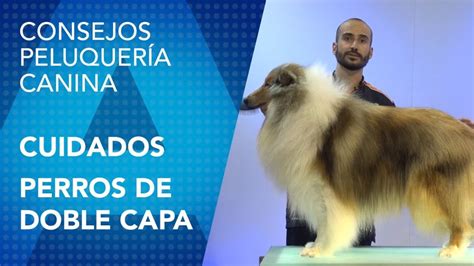 Cómo bañar a un Collie de Pelo Largo Blog de ADOPTA un Animal