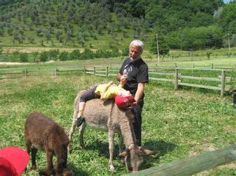 Passeggiate In Carrozza E A Cavallo Trekking Con Gli Asini