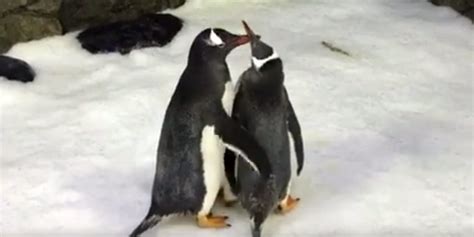 Gay Penguin Couple Become Star Attraction Watch MambaOnline LGBTQ